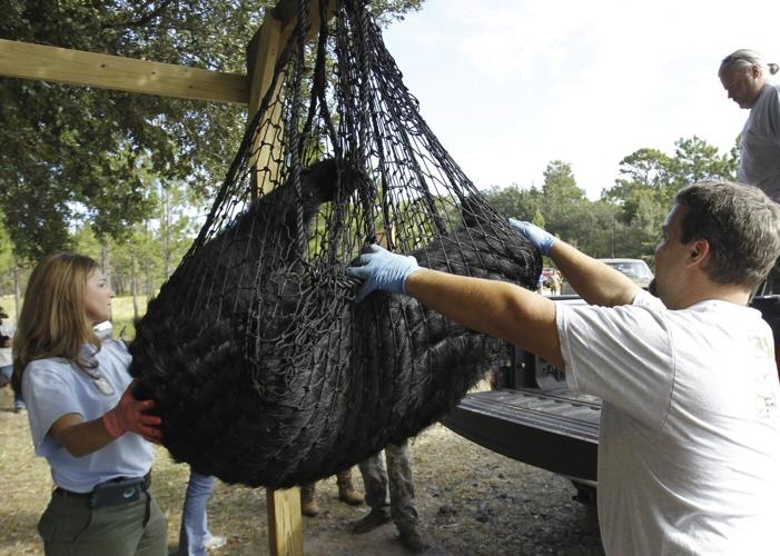 Florida's first black bear hunt in a decade approved despite strong opposition