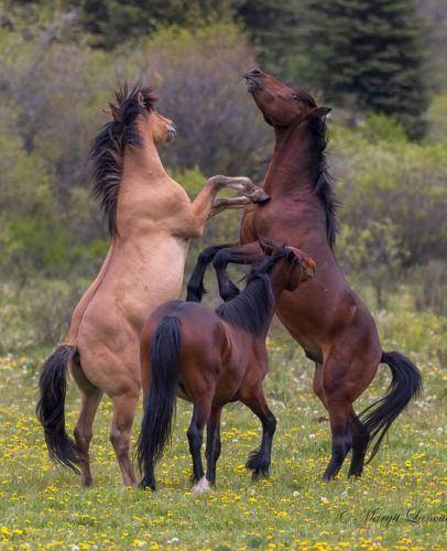 'Horses are my world': Advocates decry Alberta plan to control wild horse population