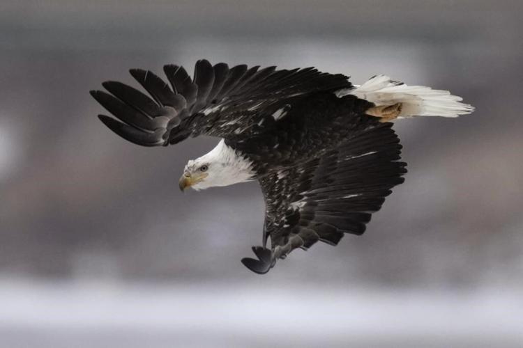 After helping prevent extinctions for 50 years, the Endangered Species Act itself may be in peril