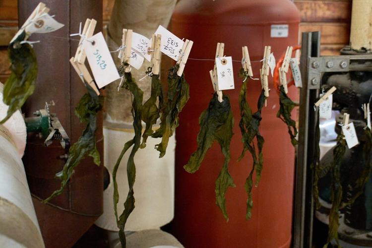 Planes and ships could run on kelp someday, but there are serious hurdles