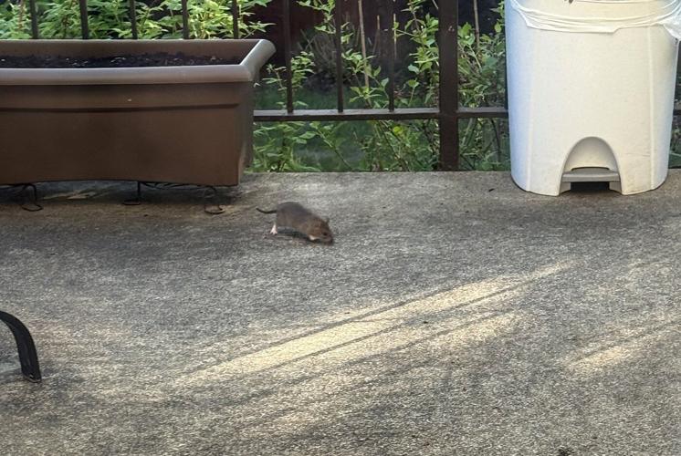 Rat complaints on the rise in Montreal as critics demand city take action