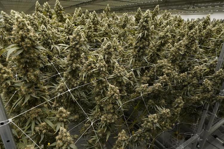 1st legal medical marijuana sales are made in Mississippi