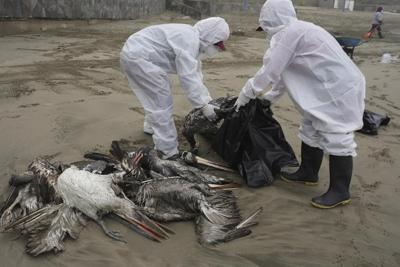 Pelicans dying as bird flu outbreak spreads to Venezuela