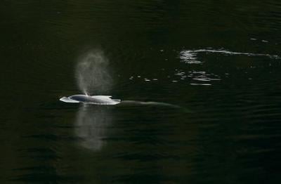 Orphaned B.C. orca may be eating fish, vet says, as rescuers plan new strategy