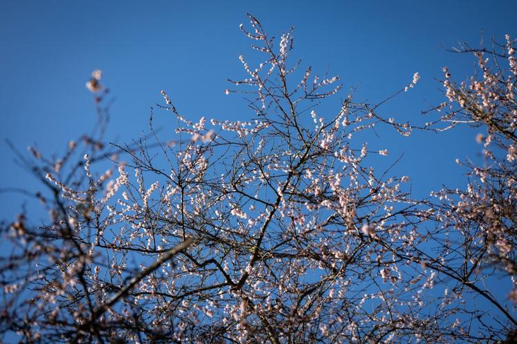 B.C.'s balmy January brings out blossoms, but a cold snap could put plants in peril