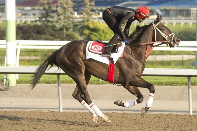 Stein leads Velocitor to victory in $400,000 Prince of Wales Stakes