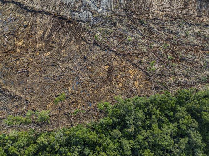 World's largest deforestation project fells forests for bioethanol fuel, sugar and rice in Indonesia