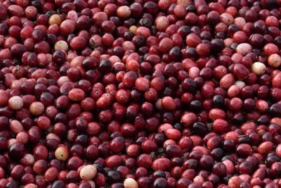 What to know about cranberries produced for Thanksgiving and the bogs being restored to wetlands