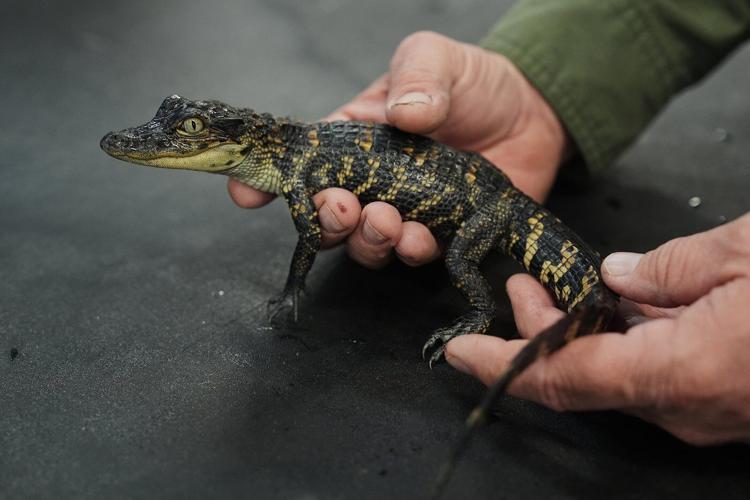Louisiana's alligator farms raise the reptiles for meat, skins - and conservation