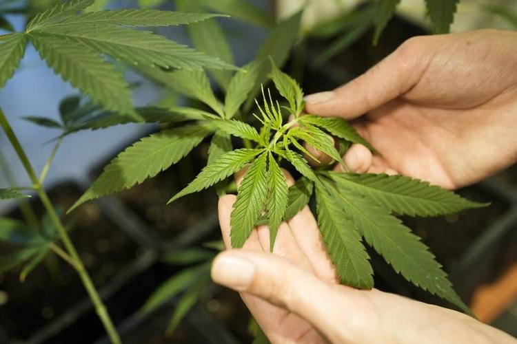 Germany's parliament to debate and vote on liberalizing cannabis rules