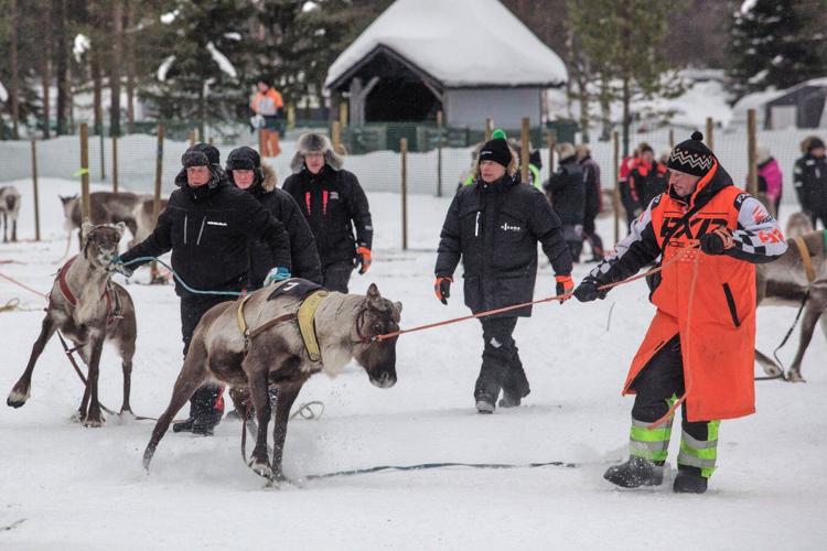 Reindeer racing thrills spectators in Finland's frigid north near the Russian border