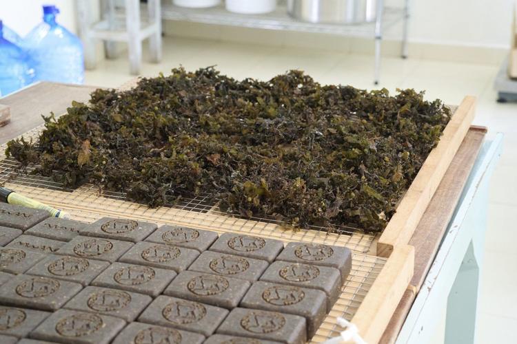 Zanzibar is seeing a seaweed boom. Can the women collecting it cash in?