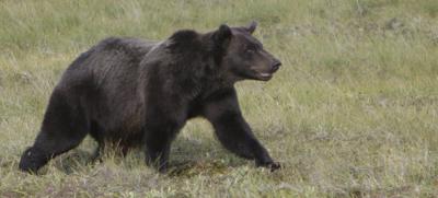 CP NewsAlert: Grizzly attacks B.C. students, RCMP say several hurt