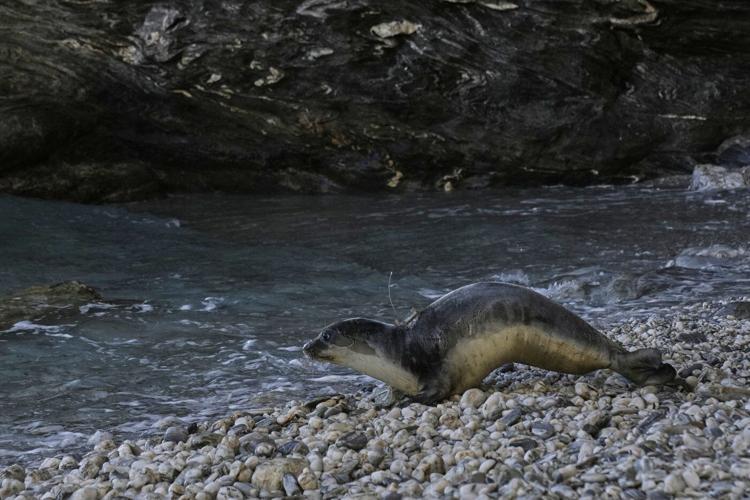 The cute whiskers are back on. Rare Mediterranean monk seals are cared for in a Greek rehab center