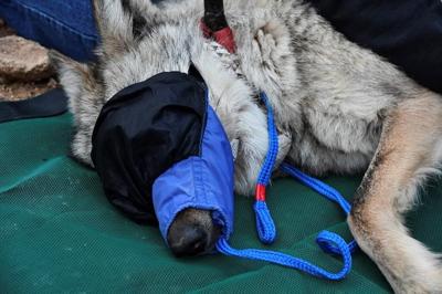 Biologists are keeping a close eye on a rare Mexican wolf that is wandering out of bounds