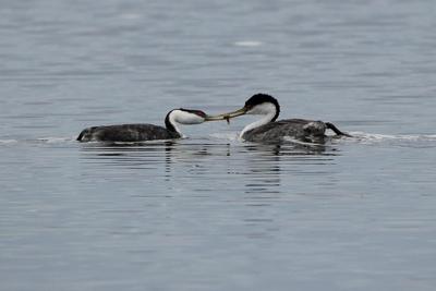 A look at some of the species at risk in Canada