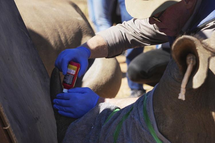 Scientists in South Africa are making rhino horns radioactive to fight poaching