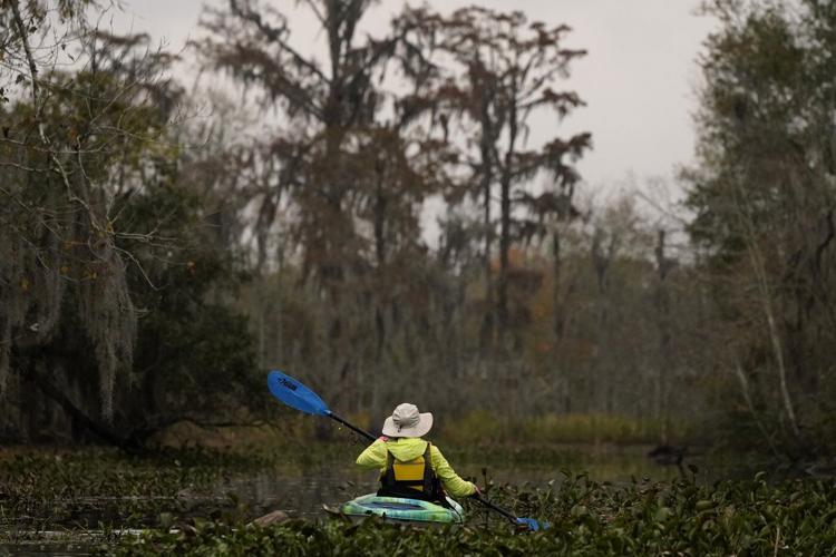To save a dying swamp, Louisiana aims to restore the Mississippi River's natural flow