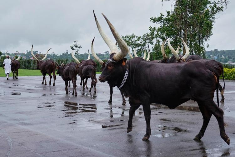 In Rwanda, a royal herd of cattle is treated to poetry and cultural reverence