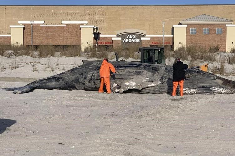 Groups seek probe of NY-NJ whale deaths amid wind power prep
