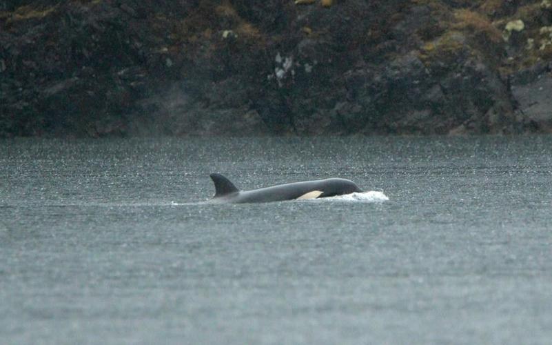 Rescuers plan helicopter airlift of orca calf stranded in B.C. lagoon
