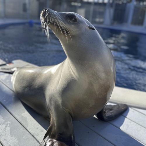 Scientists once thought only humans could bob to music. Ronan the sea lion helped prove them wrong