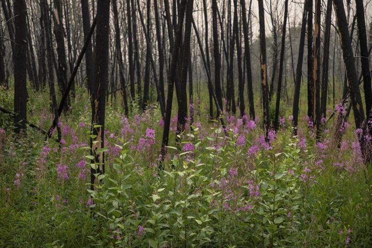 Tourism operators' bottom line burned by another summer of wildfires