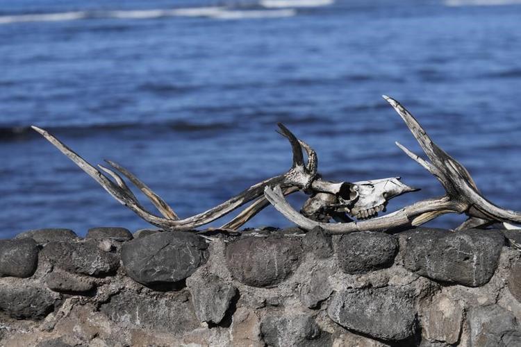 Survivors of the deadly Maui wildfires start returning to ruins. The death toll is likely to rise