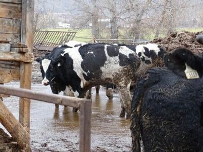 129 neglected cattle seized from B.C. property with 'numerous' dead animals: SPCA