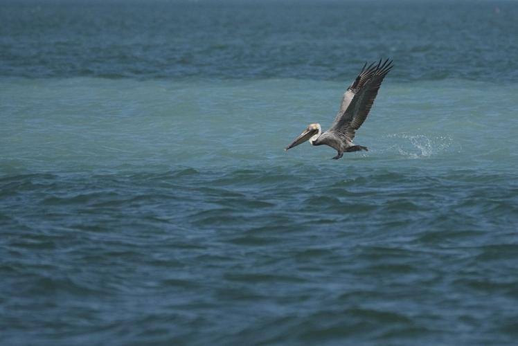 Everglades restoration would protect Florida Keys while scientists watch drought conditions