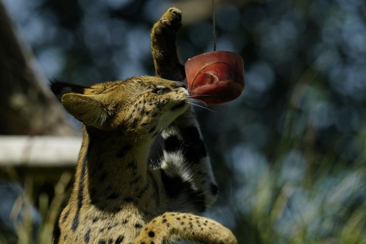 B.C. banning exotic cat ownership, citing public safety and animal welfare