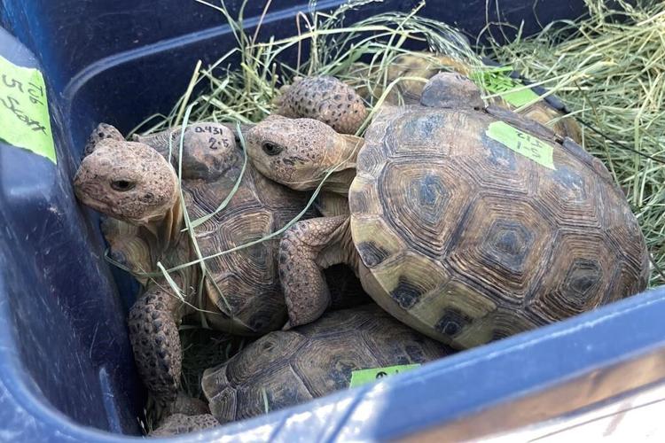 Biologists in slow and steady race to help North America's largest and rarest tortoise species