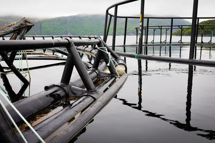 Salmon group says aquaculture companies stashing garbage along Newfoundland coast