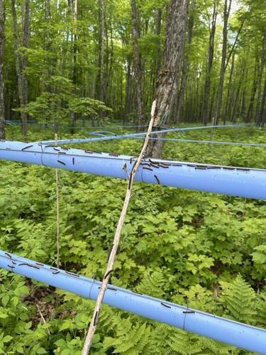 As caterpillars eat N.B. maple leaves, syrup producers consider insecticide solution