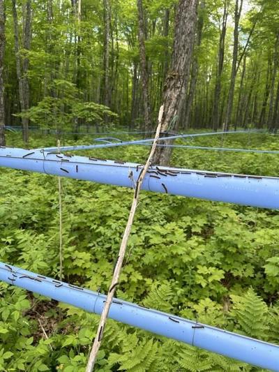 As caterpillars eat N.B. maple leaves, syrup producers consider insecticide solution