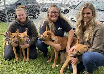 Nova Scotia home for 16 shelter dogs rescued from Northwest Territories wildfires