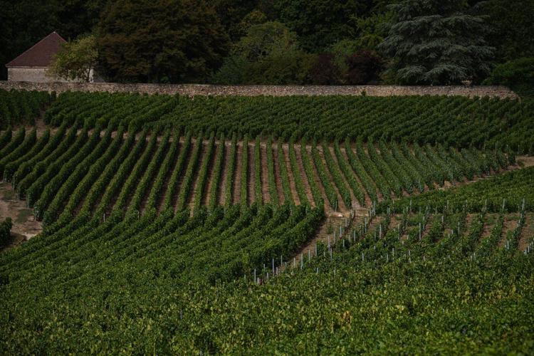 Champagne growers race to preserve quality in record-early harvest