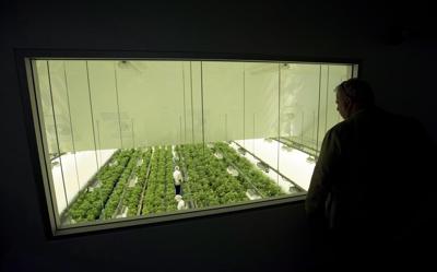 Canopy Growth détache ses activités canadiennes et met à pied 55 employés