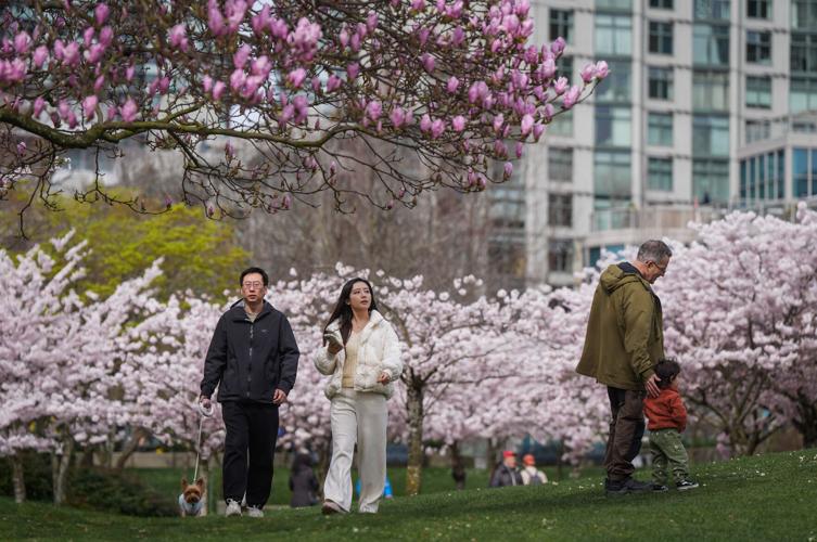 Photo-Gallery-BC-Cherry-Blossoms 04