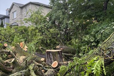 Neighbours accuse Toronto builder of gaming system to uproot beloved tree for parking pad