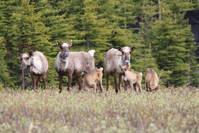Le nombre de caribous est en hausse dans l'Ouest canadien, selon une étude