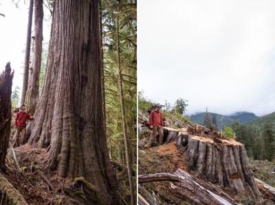 Giant trees still fall amid old-growth funding lag for B.C. First Nations