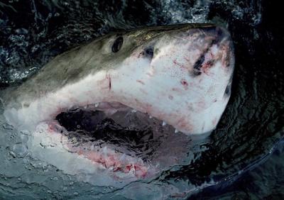 Deaths of two great whites off Maritimes within weeks 'highly unusual': researcher