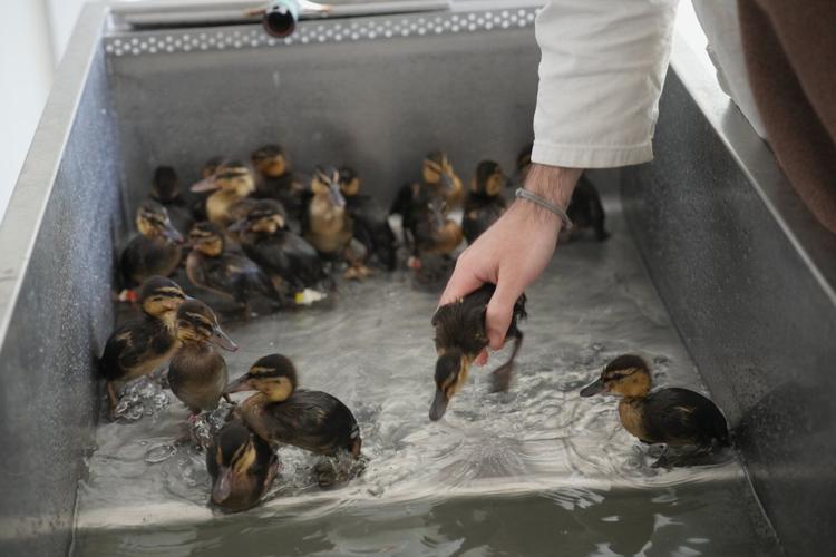 No cuddles, but lots of care: How a Paris-area wildlife hospital keeps rescued animals wild