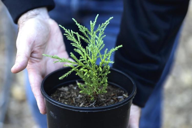 As climate change progresses, trees in cities struggle