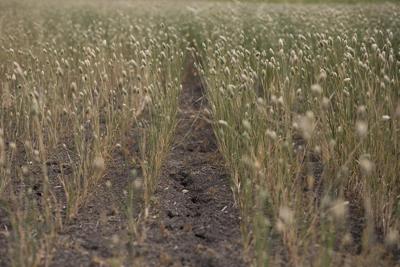 Why climate change on the farm means a big bill for ɫtv taxpayers
