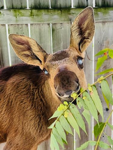 Toronto Zoo to become home of Cedar, a blind baby moose rescued near Ottawa