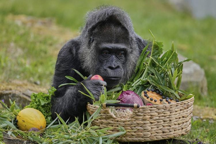 Fatou, the world's oldest gorilla in a zoo, is celebrating her 68th birthday in Berlin