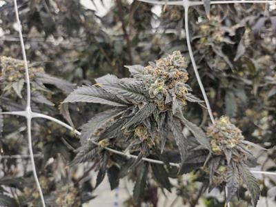 Fact File: Police unaware of any link between human trafficking, N.S. cannabis shops