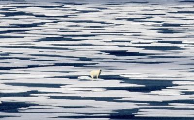 Scientists say study found a direct link between greenhouse gas emissions and polar bear survival